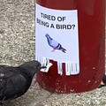 being-a-bird.webp