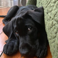 black-puppy.jpg