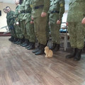 cat-attention.jpg