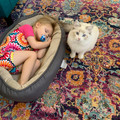cat-bed.jpg