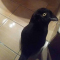 cat-bird.jpg