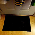 cat-carpet.jpg