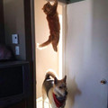 cat-dog-hide.jpg