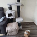 cat-in-box.jpg