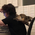 cat-in-chair.jpg