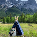 cat-in-tent.jpg