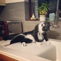 cat-looking-odd.jpg