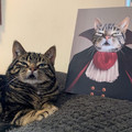 cat-portrait.jpg