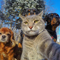 cat-selfie.jpeg