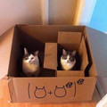 cat-set-math.jpg