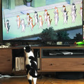 cat-stand.jpg