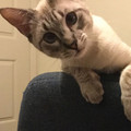 cat-stare2.jpg