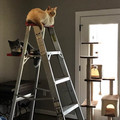 cat-tree.jpg