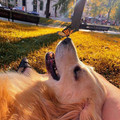 dog-and-butterfly.jpg