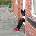 dog-feet.jpg