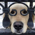 dog-glasses.jpg