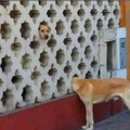 dog-head.jpg