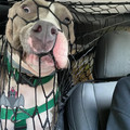 dog-in-net.webp
