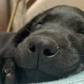 dog-nose.jpg