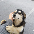 dog-smiles.jpg