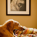 dog-yawn.jpg