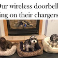 dogs-as-doorbells.jpg