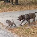 dogs-on-leash.jpg