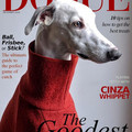 dogue.jpg