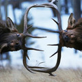 elk-fight.jpg