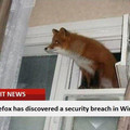 firefox-windows.jpg