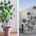 flower-tv-dish.webp
