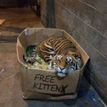 free-kitten.jpg
