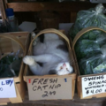 fresh-catmip.png
