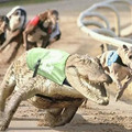 gator-racing.jpg