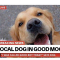 good-boy.jpg
