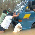 helpful-dog.jpg