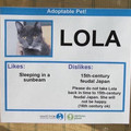japan-cat.jpg
