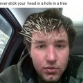 never-stick-your-head-in-a-tree.jpg