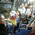 passenger-dog.jpg