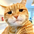 pensive-cat.jpg