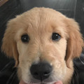 pup-face.jpg