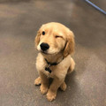 puppy-wink.jpg