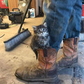 puss-in-boots.jpg