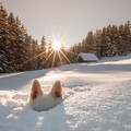 snow-ears.jpg