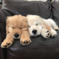sofa-pups.png