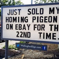 sold-homing-pidgen.jpg