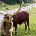 squirrel-horns.jpg