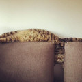 tetris-cat.jpg