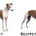 whippet-good.jpg